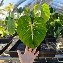 Load image into Gallery viewer, Philodendron Gloriosum, Pink Veined Back, Exact Plant Ships Nationwide
