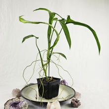 Load image into Gallery viewer, Philodendron Holtonianum, Exact Plant
