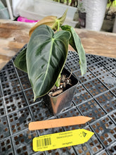 Load image into Gallery viewer, Philodendron Melanochrysum, Exact Plant Variegated Ships Nationwide
