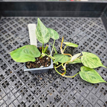 Load image into Gallery viewer, Philodendron Hederaceum, Heart Leaf, Exact Plant Variegated Ships Nationwide
