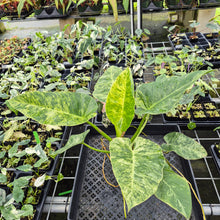 Load image into Gallery viewer, Philodendron Giganteum Blizzard Variegated exact plant, Fedex 2day*
