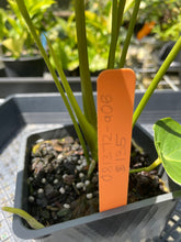 Load image into Gallery viewer, Anthurium Shibori, Exact Plant Variegated
