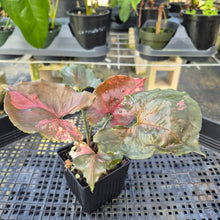 Load image into Gallery viewer, Syngonium Strawberry Ice Variegated 4" pot, Fedex 2day*
