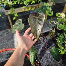 Load image into Gallery viewer, Philodendron Dark Lord, Exact Plant Ships Nationwide
