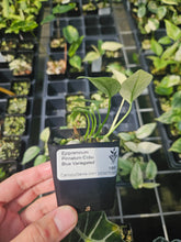Load image into Gallery viewer, Epipremnum Pinnatum Cebu Blue Variegated 2.5" pot, Fedex 2day*

