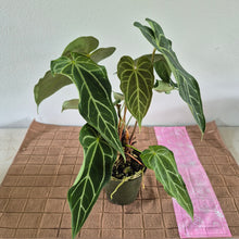Load image into Gallery viewer, Anthurium Magnificum X Warocqueanum AFF noid, exact plant, Fedex 2day*
