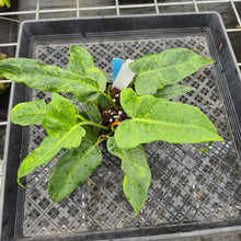 Load image into Gallery viewer, Philodendron Minarum 'Lime Fiddle' 4" pot, Fedex 2day*
