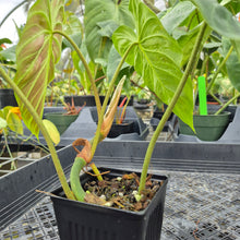 Load image into Gallery viewer, Philodendron Verrucosum Pseudoverrucosum Croat , Exact Plant Ships Nationwide
