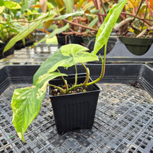 Load image into Gallery viewer, Syngonium Aurea, Exact Plant Variegated Ships Nationwide
