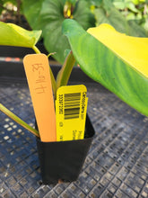 Load image into Gallery viewer, Philodendron Domesticum, Exact Plant Variegated Ships Nationwide
