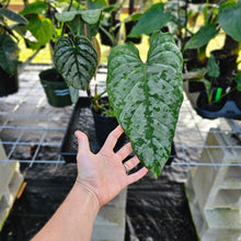 Load image into Gallery viewer, Philodendron Brandtianum, Exact Plant Mature form Ships Nationwide
