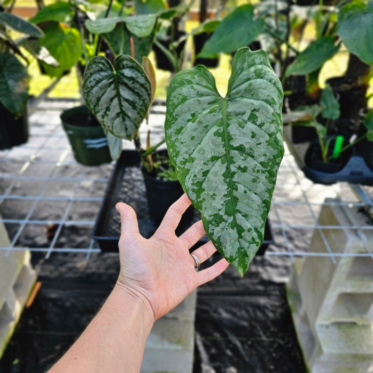 Philodendron Brandtianum, Exact Plant Mature form Ships Nationwide