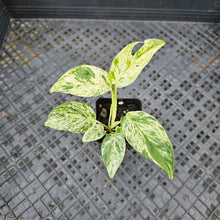 Load image into Gallery viewer, Epipremnum Pinnatum Marble, Exact Plant Variegated Ships Nationwide
