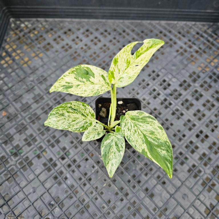 Epipremnum Pinnatum Marble, Exact Plant Variegated Ships Nationwide