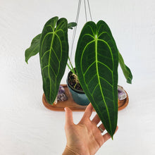 Load image into Gallery viewer, Anthurium Warocqueanum, Queen, Exact Plant Large
