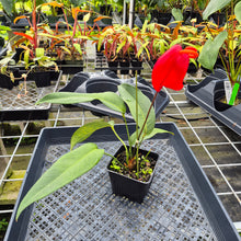 Load image into Gallery viewer, Anthurium Scherzerianum "Pig Tail", Exact Plant Ships Nationwide
