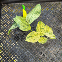 Load image into Gallery viewer, Scindapsus Jade Satin Marble Queen, Exact Plant Variegated Ships Nationwide
