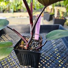 Load image into Gallery viewer, Philodendron Dark Lord, Exact Plant Ships Nationwide
