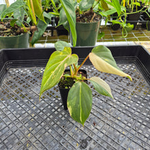 Load image into Gallery viewer, Philodendron Gloriosum Exact Plant Ships nationwide
