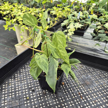 Load image into Gallery viewer, Philodendron Hederaceum, Heart Leaf Variegated exact plant, Fedex 2day*
