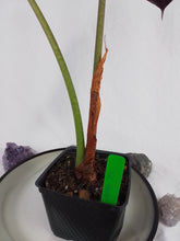 Load image into Gallery viewer, Alocasia Grandis, Exact Plant
