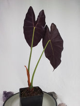Load image into Gallery viewer, Alocasia Grandis, Exact Plant
