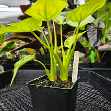 Load image into Gallery viewer, Alocasia Cucullata, Exact Plant Variegated Double plant
