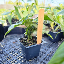 Load image into Gallery viewer, Syngonium Red Spot Tricolor, Exact Plant Variegated Ships Nationwide
