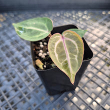 Load image into Gallery viewer, Anthurium doc block red crystallinum, Exact Plant Ships Nationwide
