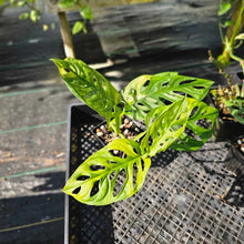 Load image into Gallery viewer, Monstera Adansonii Aurea, Exact Plant Variegated Ships Nationwide
