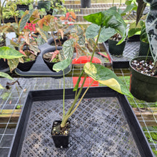 Load image into Gallery viewer, Alocasia Macrorrhiza Schock Treatment, Exact Plant Variegated Ships Nationwide
