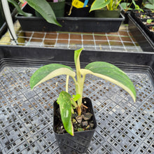 Load image into Gallery viewer, Monstera Standleyana Aurea, Exact Plant Variegated Ships Nationwide
