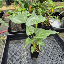 Load image into Gallery viewer, Anthurium Macrolobium, Exact Plant Ships Nationwide
