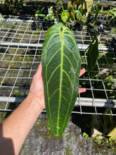 Load image into Gallery viewer, Anthurium Warocqueanum, Queen exact plant, Fedex 2day*
