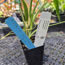 Load image into Gallery viewer, Philodendron Holtonianum Variegated, Exact Plant Ships Nationwide
