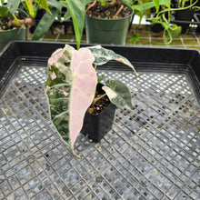 Load image into Gallery viewer, Alocasia polly snowflake pink variegated, Exact Plant Ships Nationwide.
