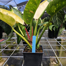 Load image into Gallery viewer, Philodendron Green Congo Nuclear Variegated 4" pot, Fedex 2day*
