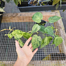 Load image into Gallery viewer, Philodendron Hederaceum, Heart Leaf, Exact Plant Variegated Ships Nationwide
