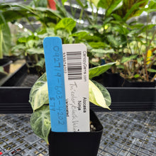 Load image into Gallery viewer, Alocasia Ninja, Exact Plant Variegated Ships Nationwide

