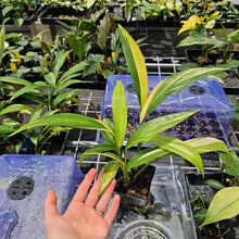 Load image into Gallery viewer, Epipremnum Amplissimum, Exact Plant Variegated Ships Nationwide
