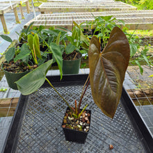 Load image into Gallery viewer, Anthurium Red Beauty, Exact Plant Ships Nationwide
