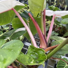 Load image into Gallery viewer, Philodendron White Princess Variegated exact plant, Fedex 2day*
