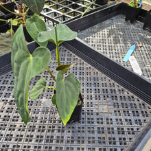 Load image into Gallery viewer, Anthurium Papillilaminum Fort Sherman X ( FS X Ralph Lynam), Ships Nationwide
