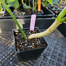 Load image into Gallery viewer, Philodendron Holtonianum, Exact Plant Ships Nationwide

