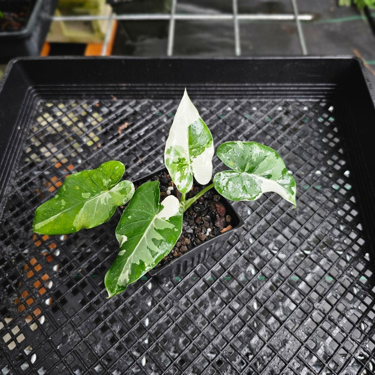 Alocasia Odora, Okinawa Silver, Exact Plant Variegated