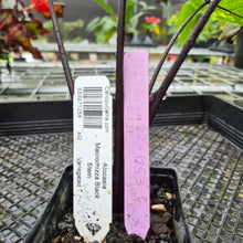 Load image into Gallery viewer, Alocasia Macrorhizza Black Stem, Exact Plant Variegated
