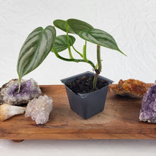 Load image into Gallery viewer, Philodendron Brandtianum Mini Form 2.5&quot; Pot, Fedex 2 day*
