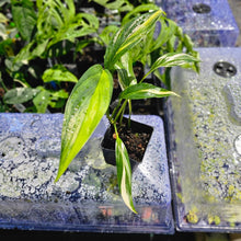 Load image into Gallery viewer, Epipremnum Amplissimum, Exact Plant Variegated Ships Nationwide
