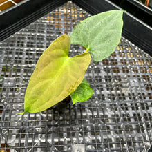 Load image into Gallery viewer, Anthurium Papillilaminum Fort Sherman X Ralph Lynam Exact Plant Ships Nationwide
