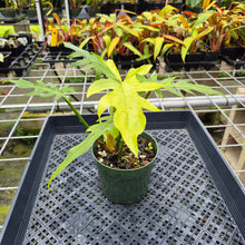 Load image into Gallery viewer, Philodendron Radiatum, Exact Plant Variegated Ships Nationwide
